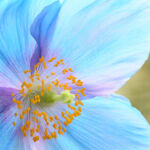 Close up of blue flower photography by artist Barbara Peirce-Krusen