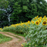 Field of sunflowers photography by artist Sharon Maloney