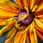 Detail of yellow flower photograph by artist Aaron Schantz
