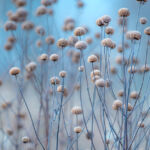 Blue and tan florals photograph by artist Paul Grecian